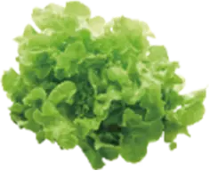 Oakleaf lettuce