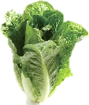 Early skirt lettuce